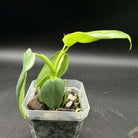 Philodendron bipennifolium 'Violin' with glossy violin-shaped leaves in a pot, showcasing elegance and unique foliage design.