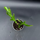 Philodendron Tortum with twisted stems and green leaves in a small pot, ideal for indoor gardens.