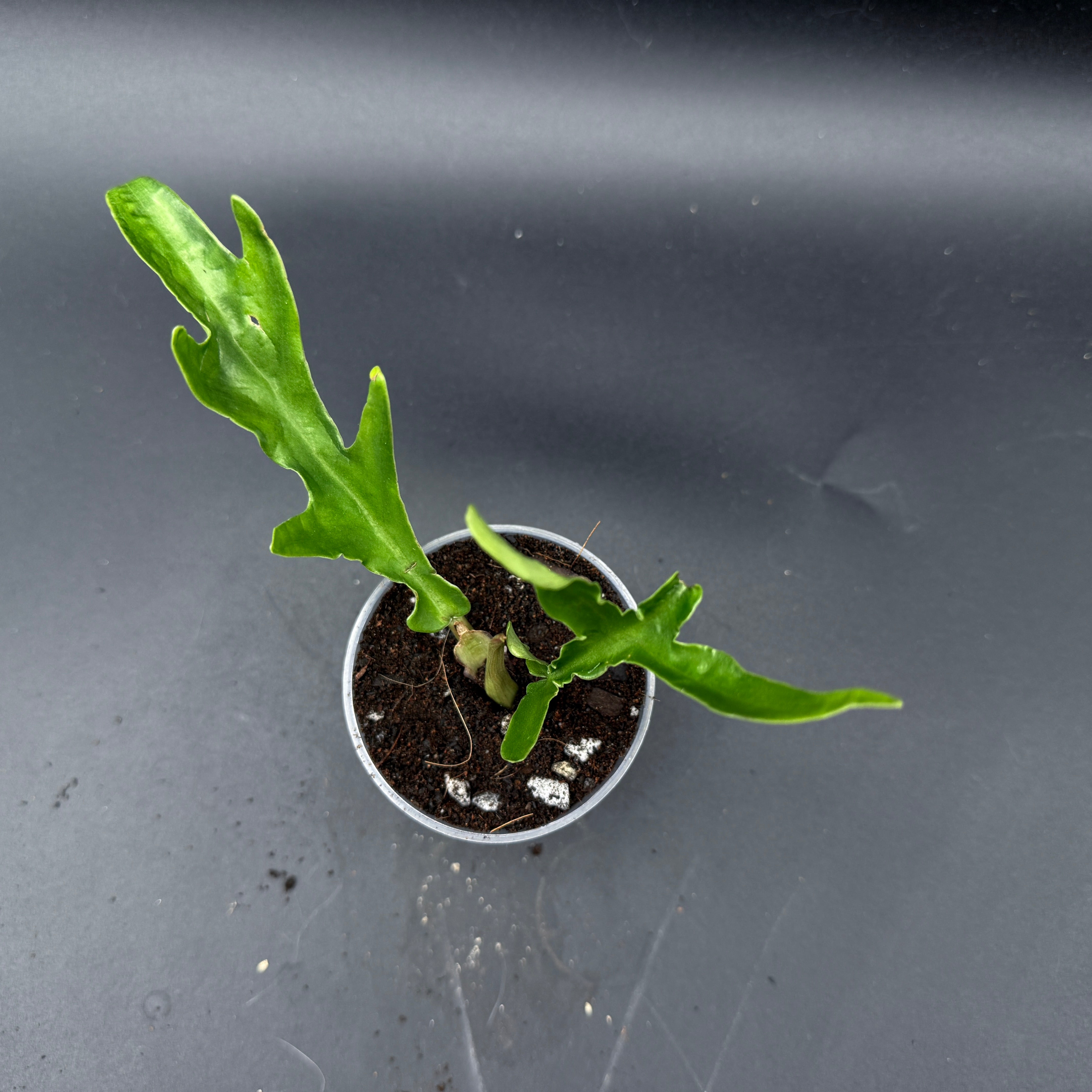 Philodendron Tortum with twisted stems and green leaves in a small pot, ideal for indoor gardens.