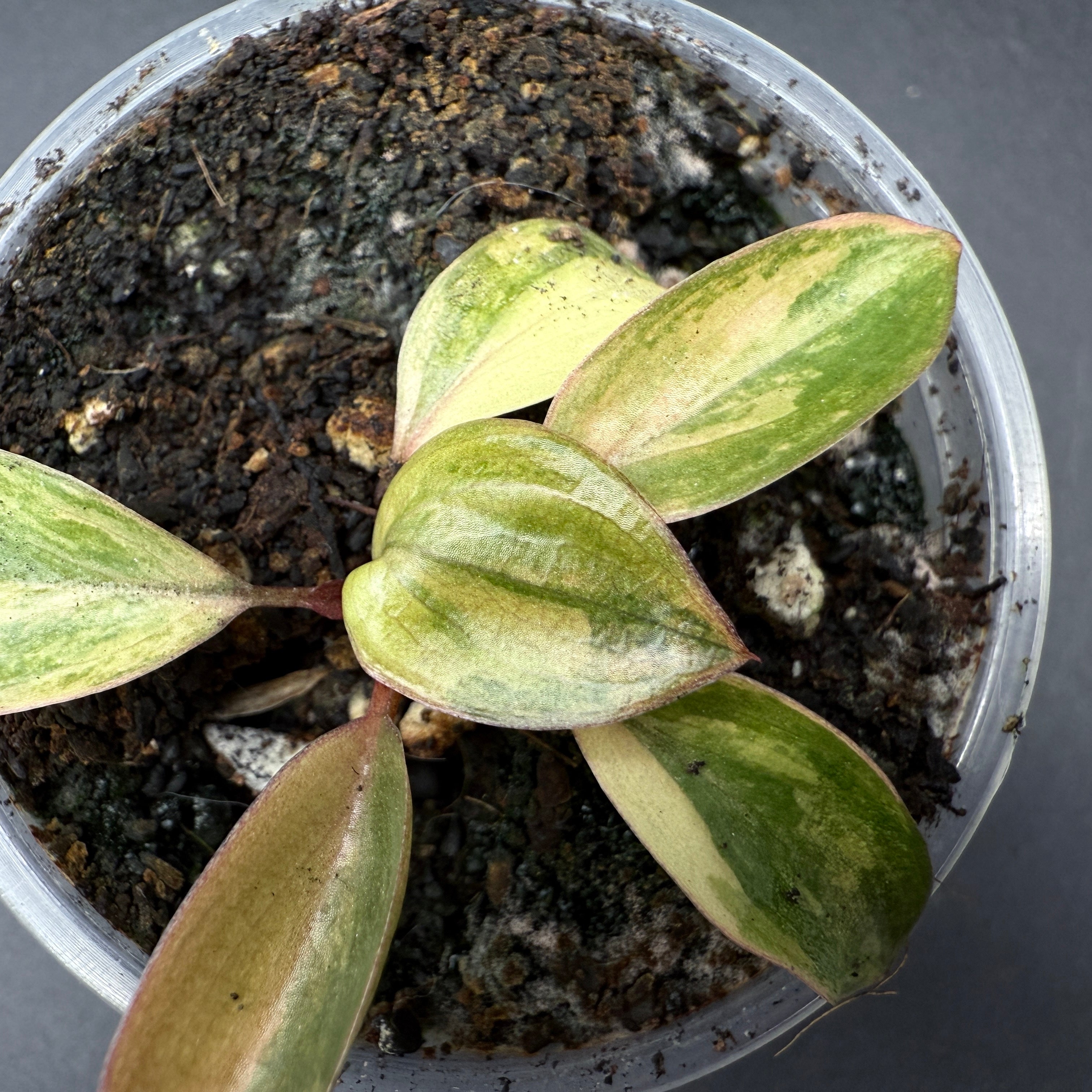 Variegated Philodendron 'Red Congo' plant with multicolored heart-shaped leaves in a pot, showcasing green, burgundy, and white hues.