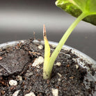 Close-up of Alocasia reginula ‘Black Velvet’ Pink Variegated sprout in soil, showcasing new growth with vibrant foliage.