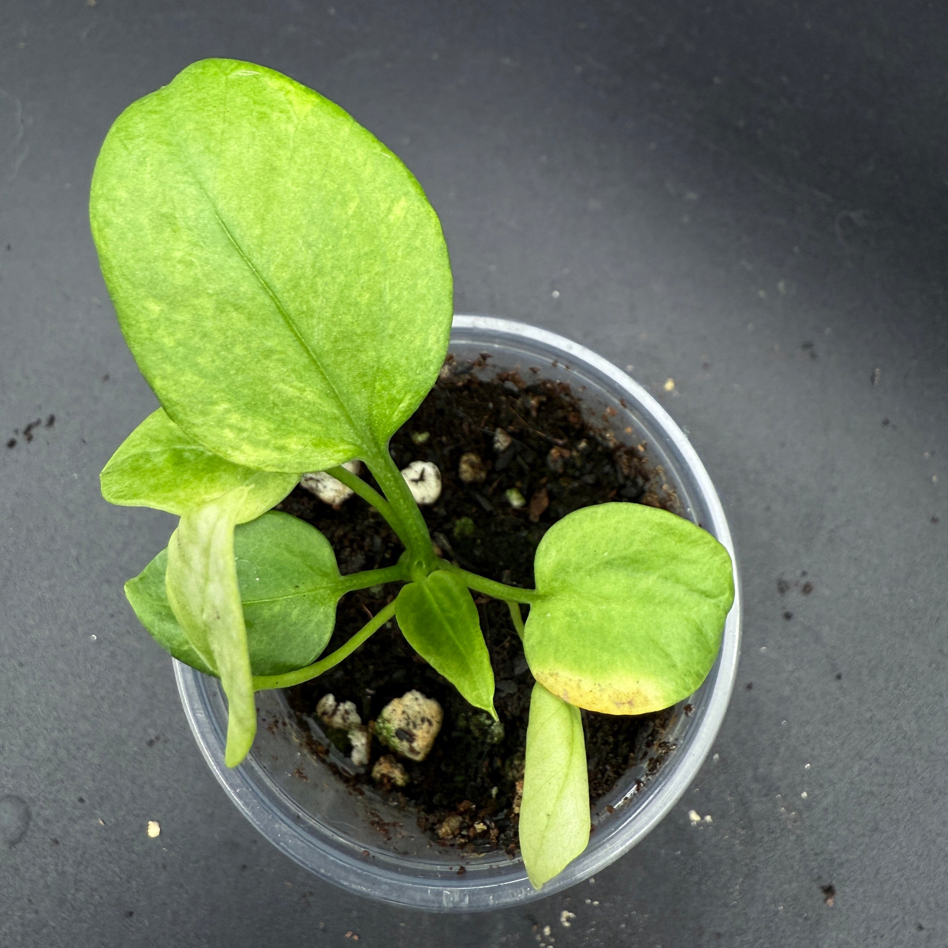 Anthurium Vitterafolium Variegated plant with green and white variegated leaves in a small pot, ideal for enhancing indoor spaces.