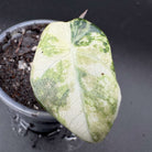 Close-up of Alocasia reginula 'Black Velvet' Pink Variegated leaf with unique velvety texture and green marbling in a pot.