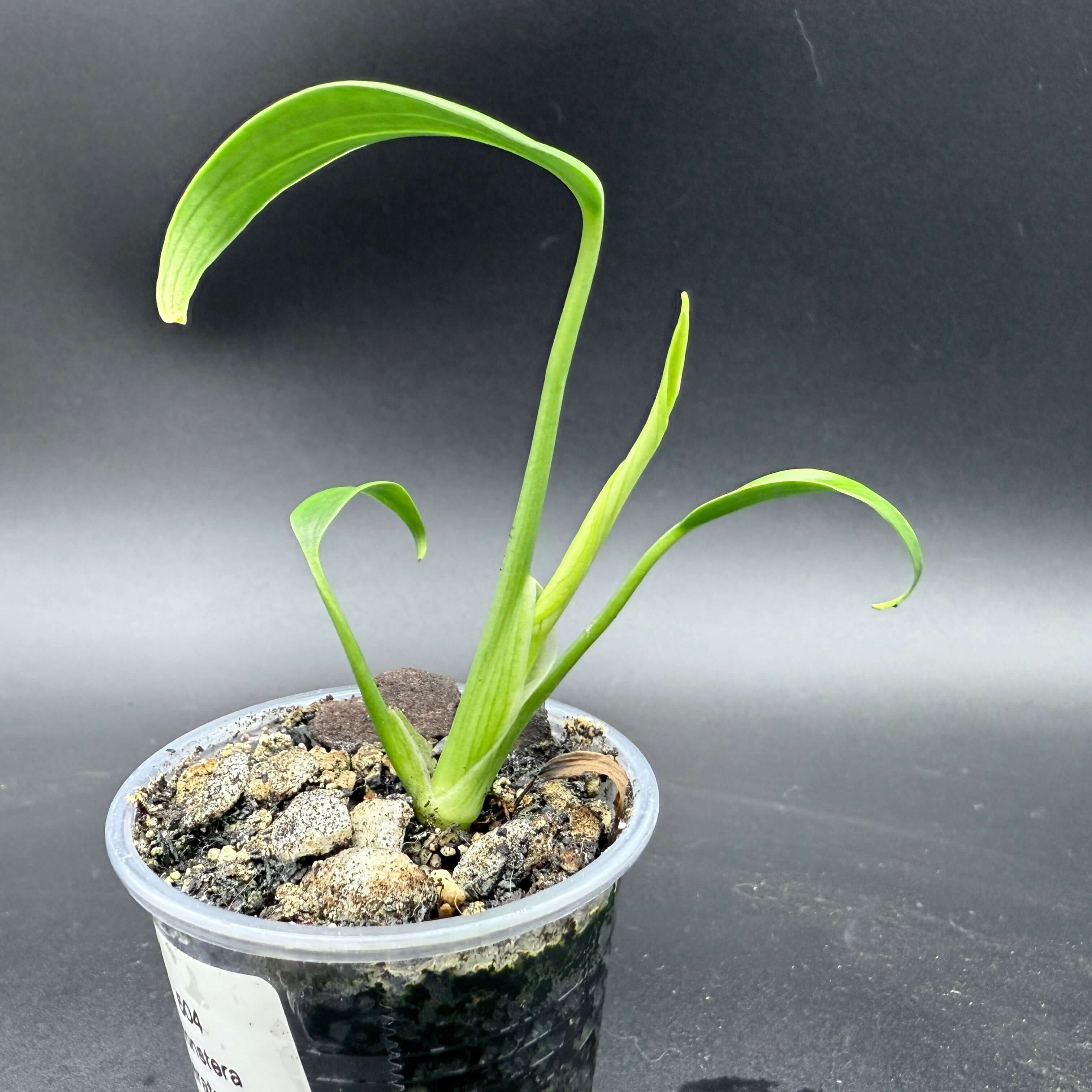 Young Monstera 'Burle Marx Flame' plant with unique fenestrated leaves in a pot, ideal for tropical plant enthusiasts.