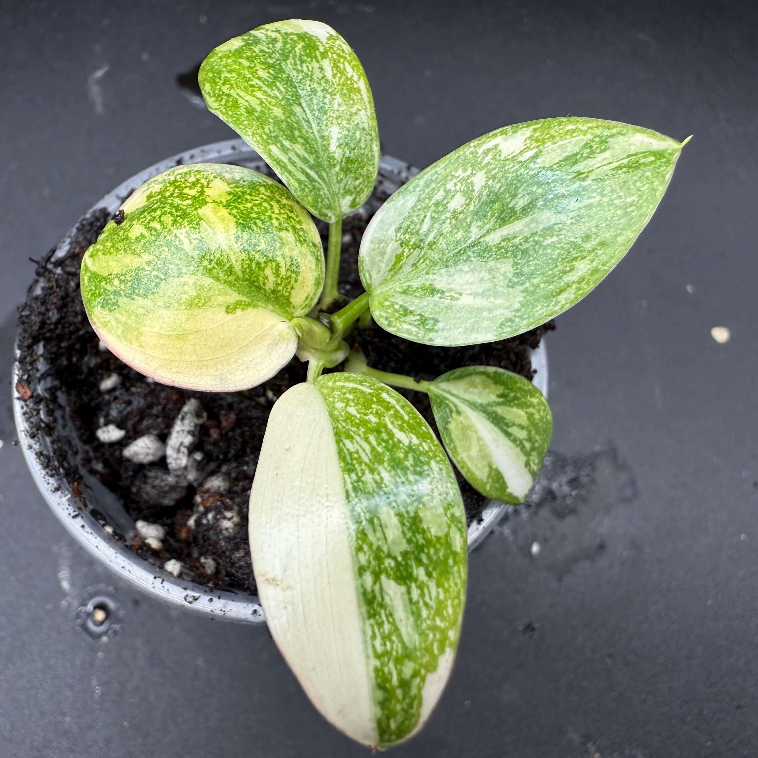 Philodendron 'Green Congo' Variegated with striking green and white variegated leaves in a small pot.