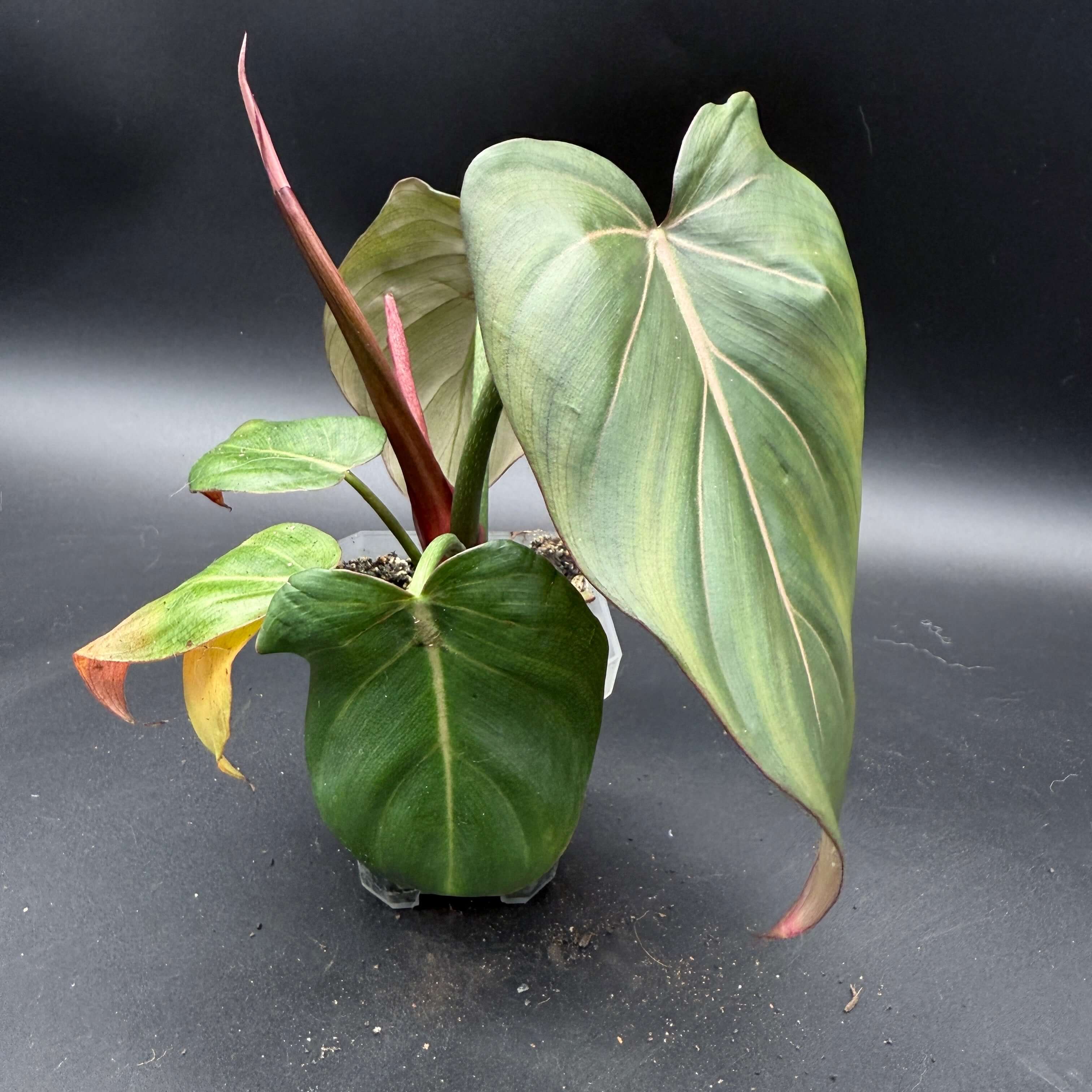 Philodendron 'Summer Glory' with large glossy leaves and pinkish undertone, showcasing its vibrant hybrid foliage.