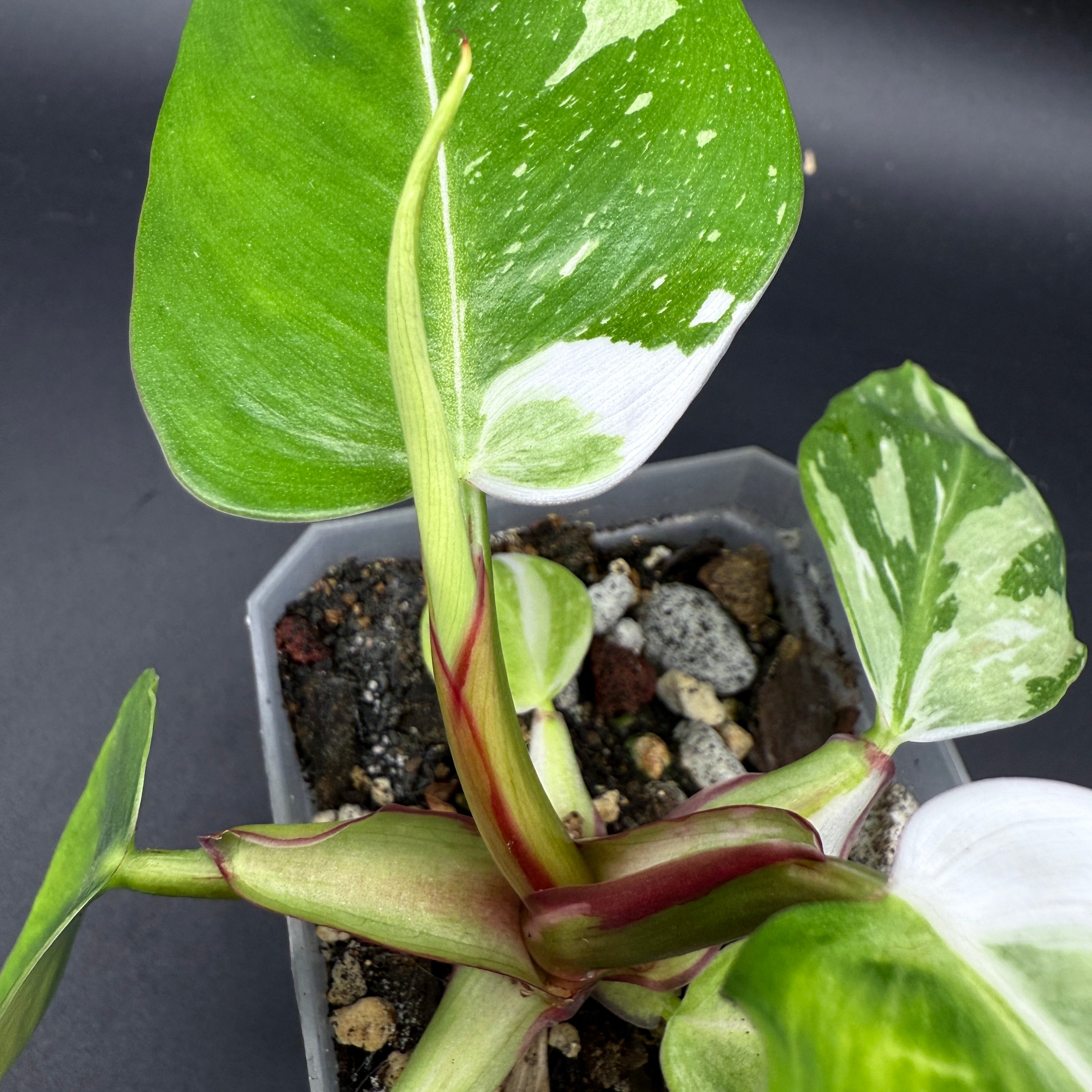 Philodendron 'White Princess' with white variegation and green glossy leaves in small pot, perfect for tabletop display.