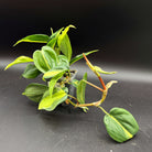 Philodendron hederaceum 'Brasil' with vibrant green and yellow variegated heart-shaped leaves on a black background.