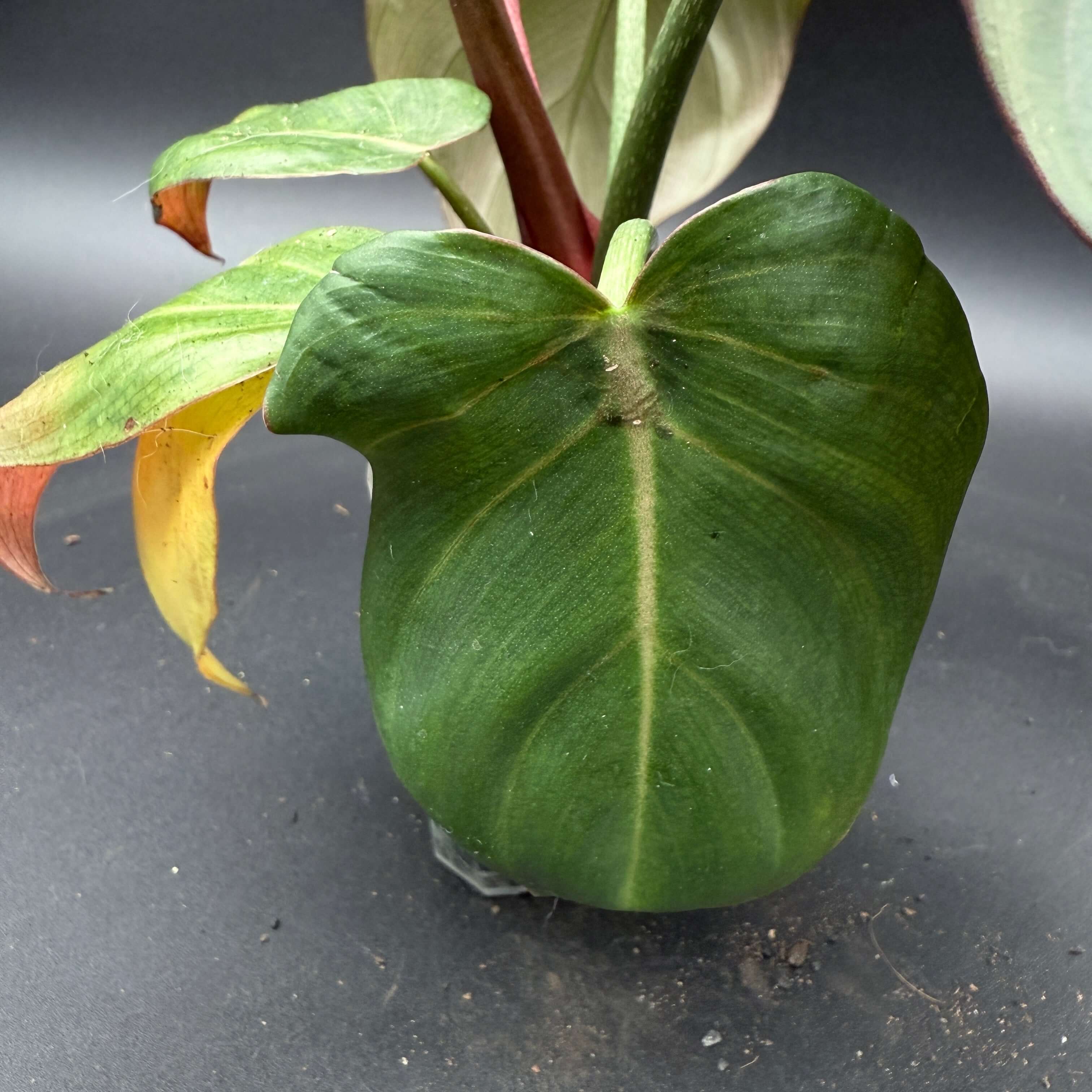 Philodendron 'Summer Glory' with glossy deep green leaf and subtle pinkish undertones against a dark background.