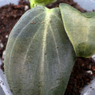 Close-up of Philodendron melanochrysum with velvety green leaves and golden undertones in a soil-filled container.