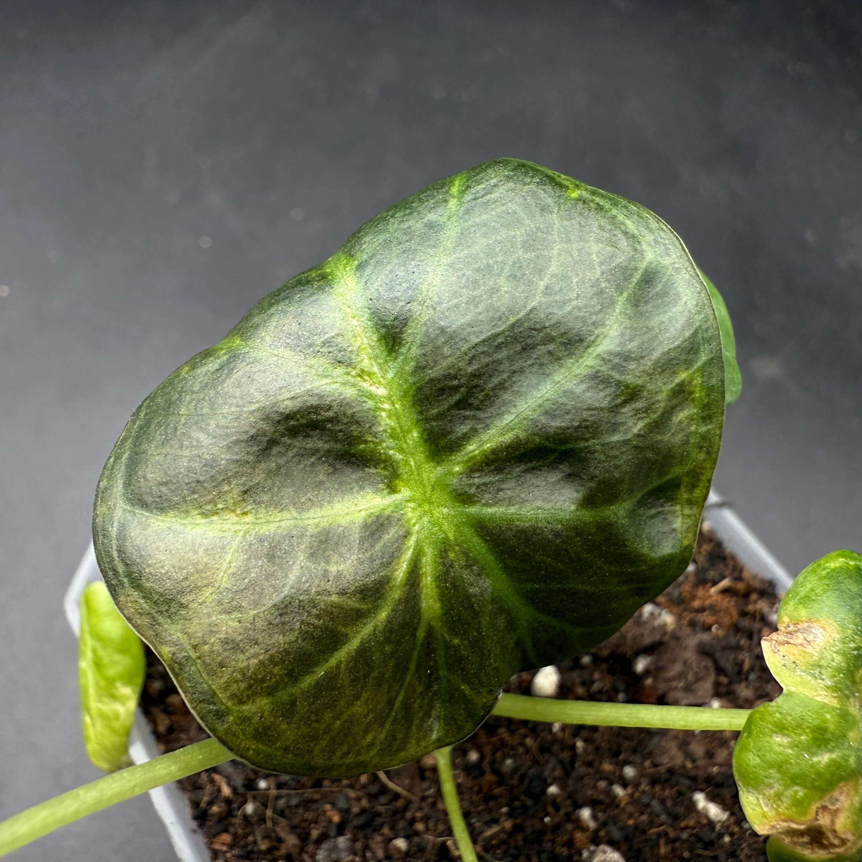 Alocasia Regal Shield Variegated plant with vibrant green and white variegated leaves, ideal for indoor gardens and décor.