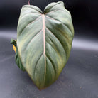 Philodendron 'Summer Glory' leaf with deep green and silver hues, showcasing pinkish undertones on black background.