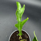 Philodendron Tortum plant with partially unfurled green leaf and twisted stem in a pot, showcasing its unique foliage.