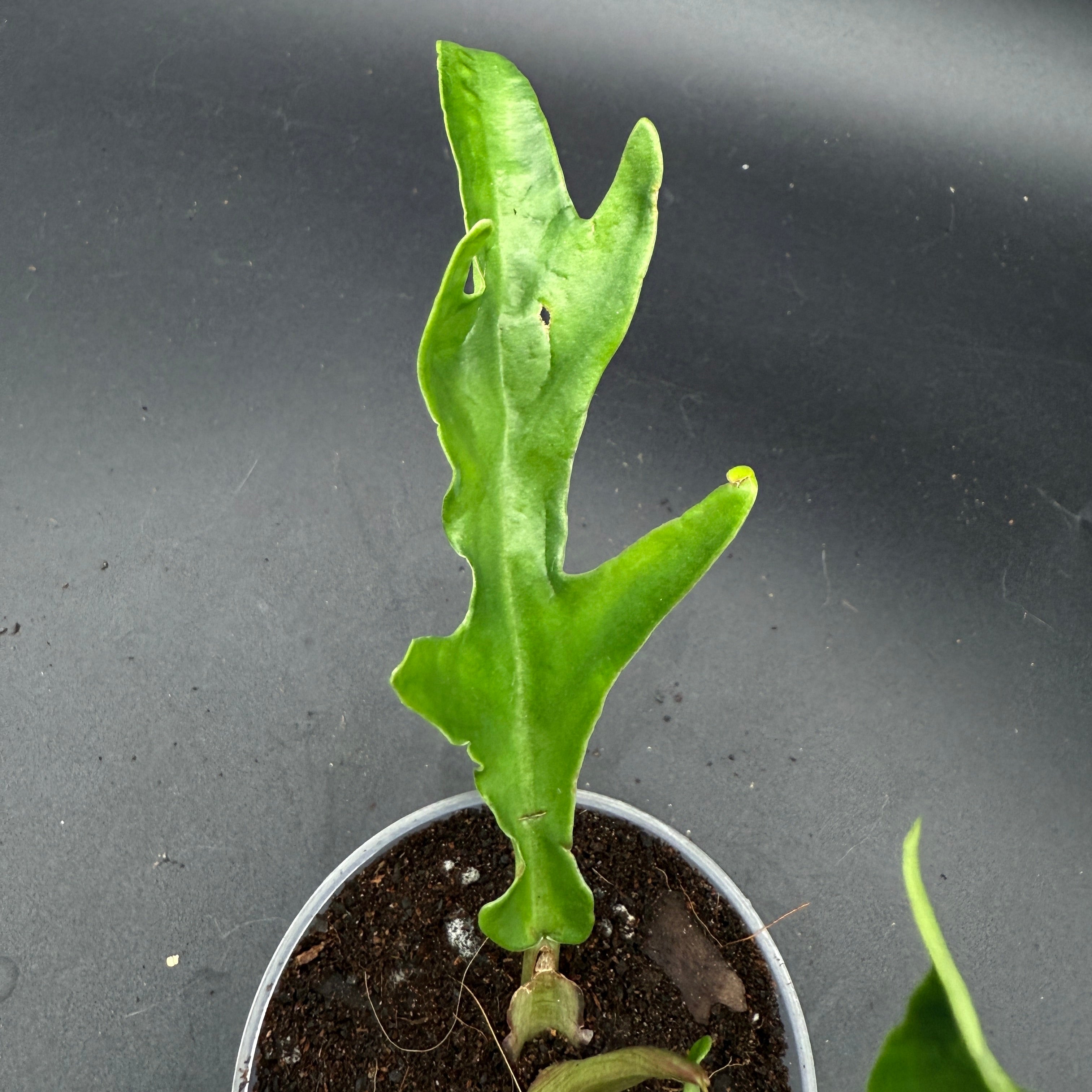 Philodendron Tortum plant with partially unfurled green leaf and twisted stem in a pot, showcasing its unique foliage.