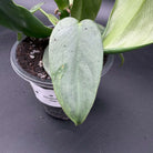 Philodendron bipennifolium 'Violin' with unique, violin-shaped leaf in a pot, showcasing its lush green tropical foliage.