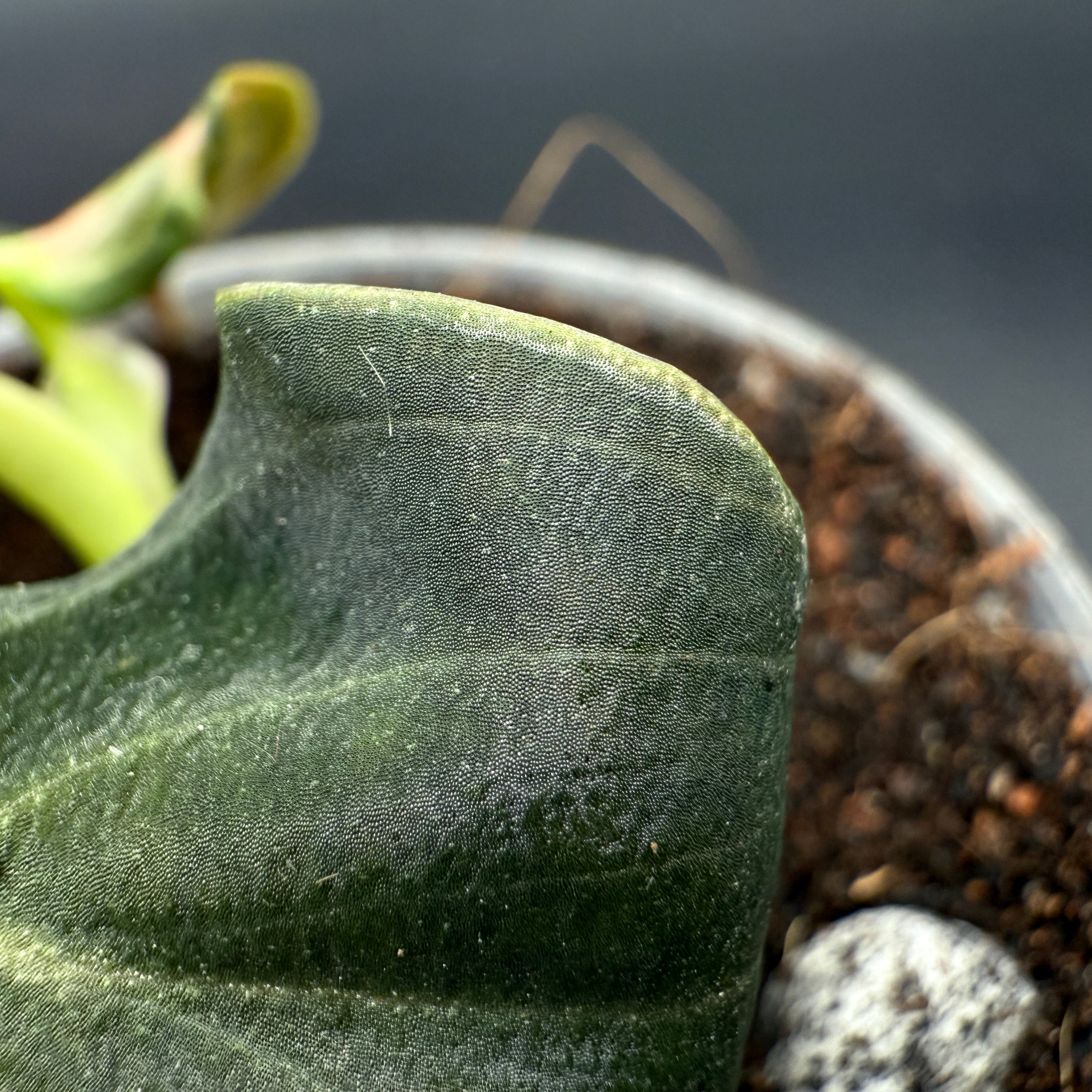 Close-up of Philodendron melanochrysum leaf with velvety texture and golden undertones.