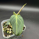 Philodendron Splendid plant with velvety, heart-shaped leaves and bright veins in a hexagonal pot against a dark background.