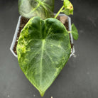 Alocasia Regal Shield Variegated leaf displaying vibrant green and white variegation in a plant pot, enhancing indoor décor.