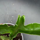 Close-up of Philodendron Tortum leaf showing unique twisted shape and recovery from missed watering, highlighting lush foliage.