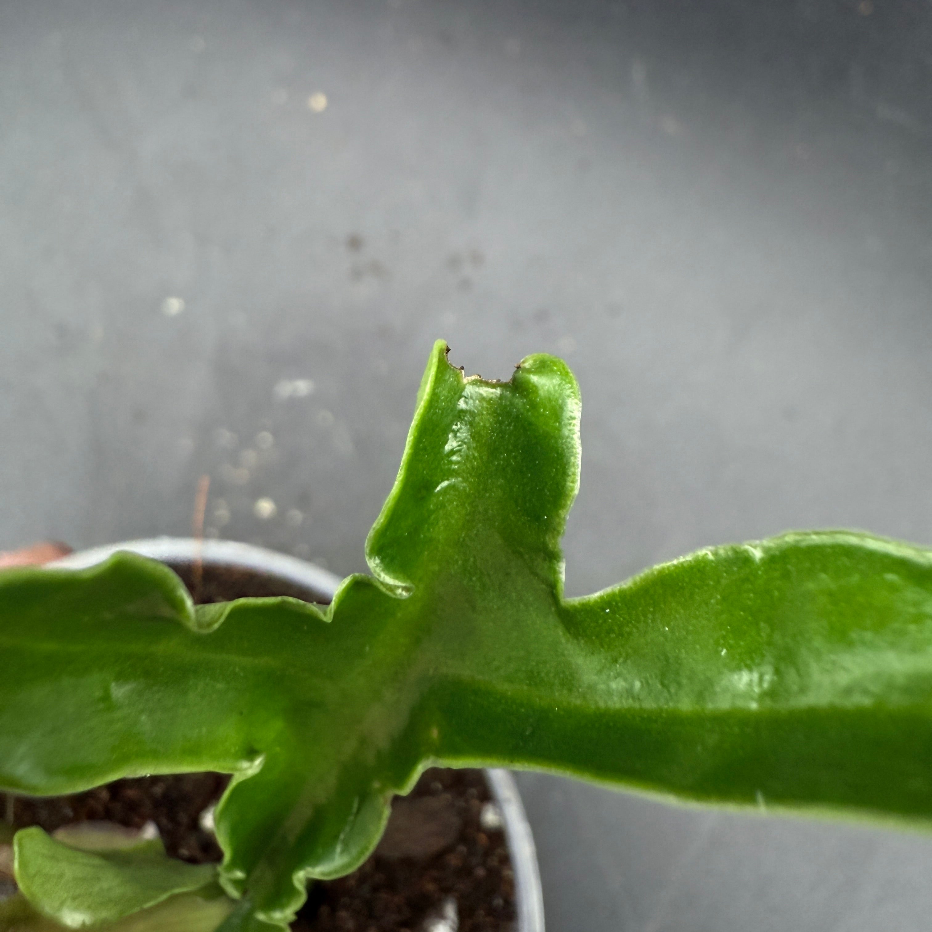 Close-up of Philodendron Tortum leaf showing unique twisted shape and recovery from missed watering, highlighting lush foliage.