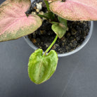 Syngonium podophyllum 'Red Spot Tricolor' plant with pink and green variegated leaves in a pot.