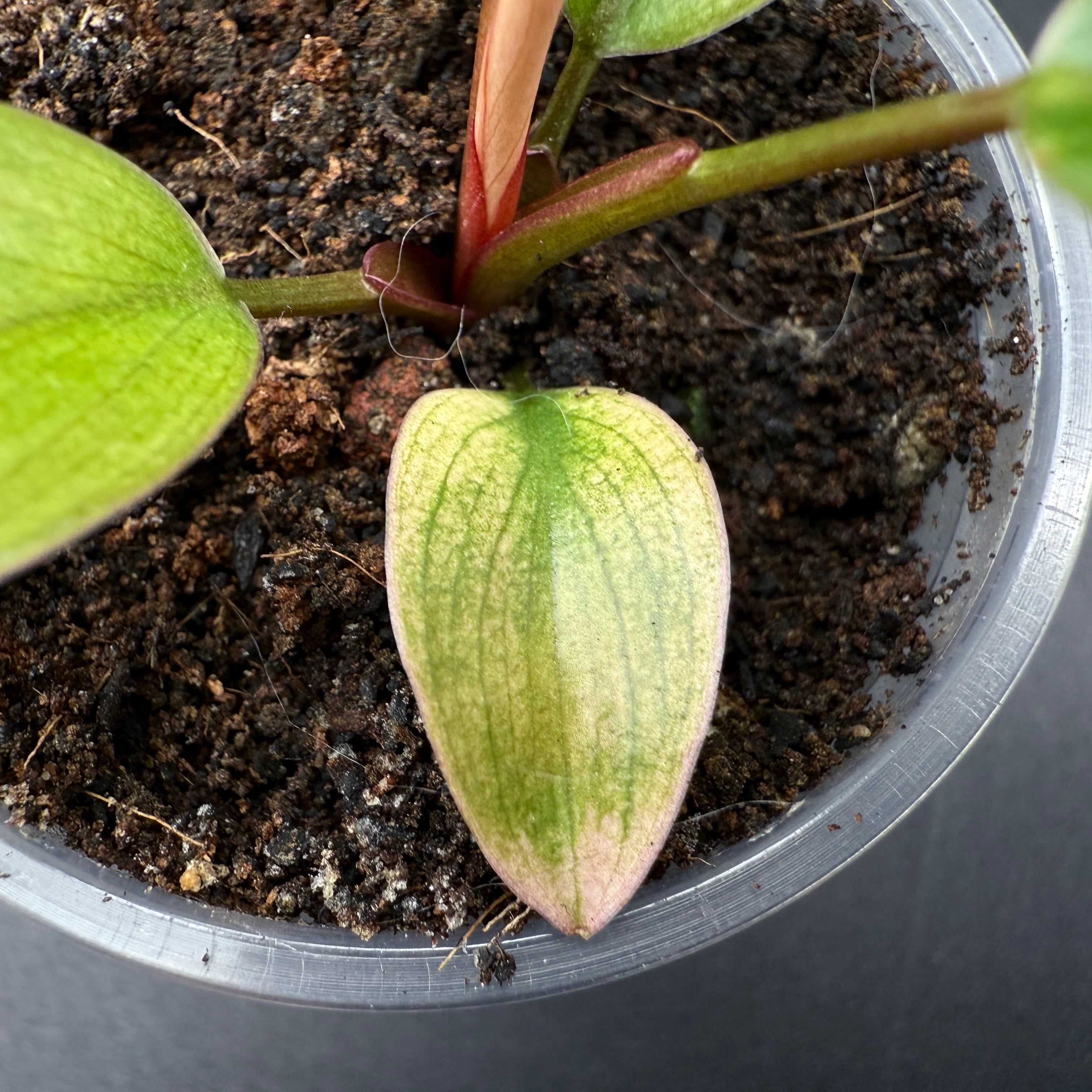 Close-up of a Philodendron 'Yellow Congo Mint' Variegated leaf with vibrant yellow and mint-green hues in a pot.