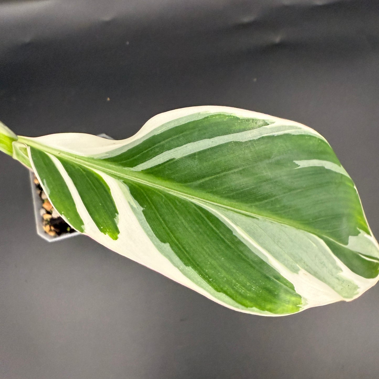 Musa Florida Banana Variegated