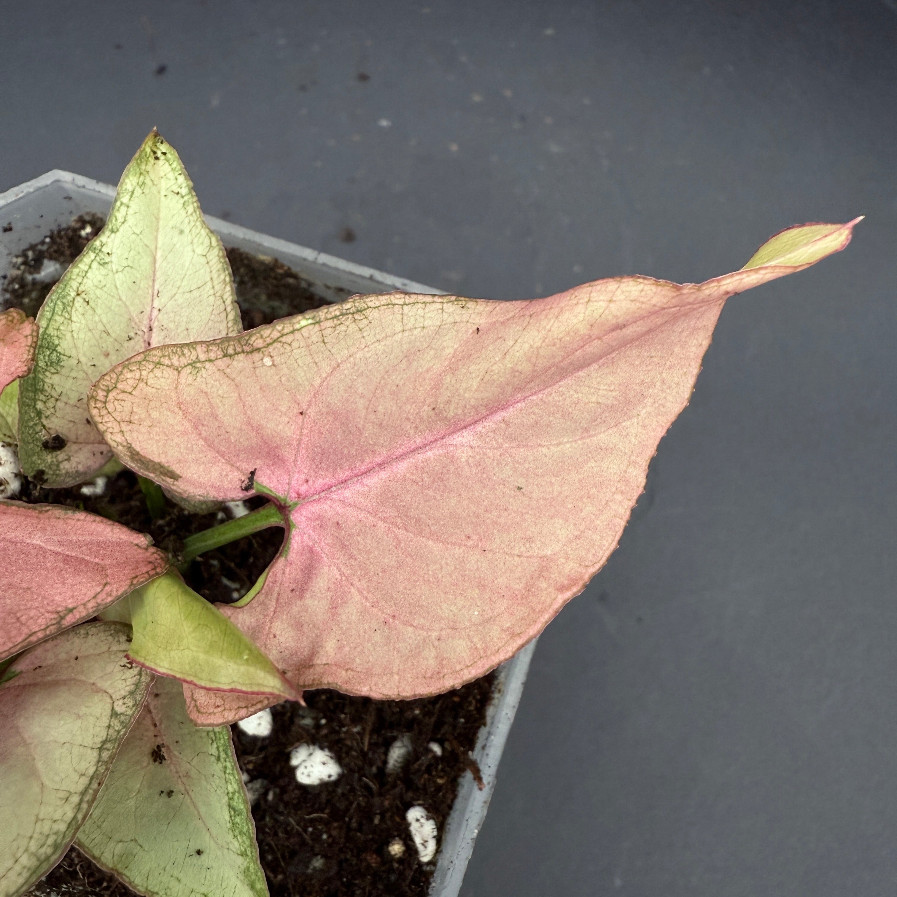 Close-up of Syngonium podophyllum ‘Red Spot Tricolor’ Variegated with green, cream, and blush-pink foliage in a pot.