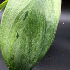 Close-up of Philodendron longilobatum 'Lelano Miyano' Variegated leaf with green and creamy variegation details.