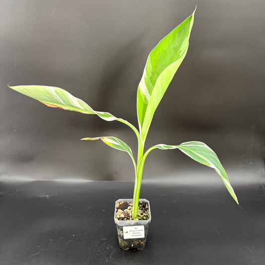 Musa Florida Banana Variegated