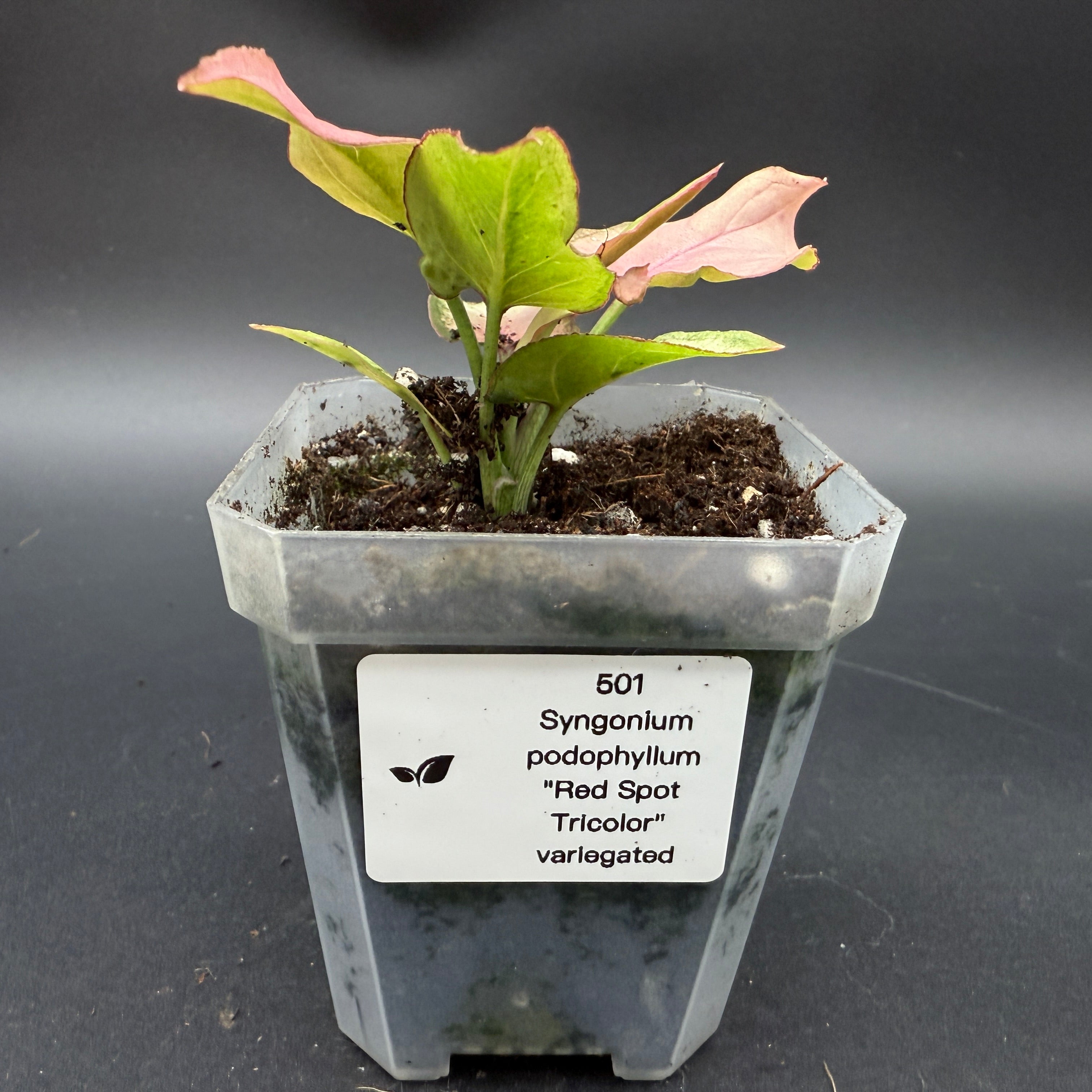 Syngonium podophyllum ‘Red Spot Tricolor’ Variegated plant in pot with green, cream, and pink foliage, SKU 501