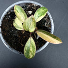 Variegated Philodendron 'Red Congo' with multicolored leaves in a small pot, featuring green, burgundy, and white hues.