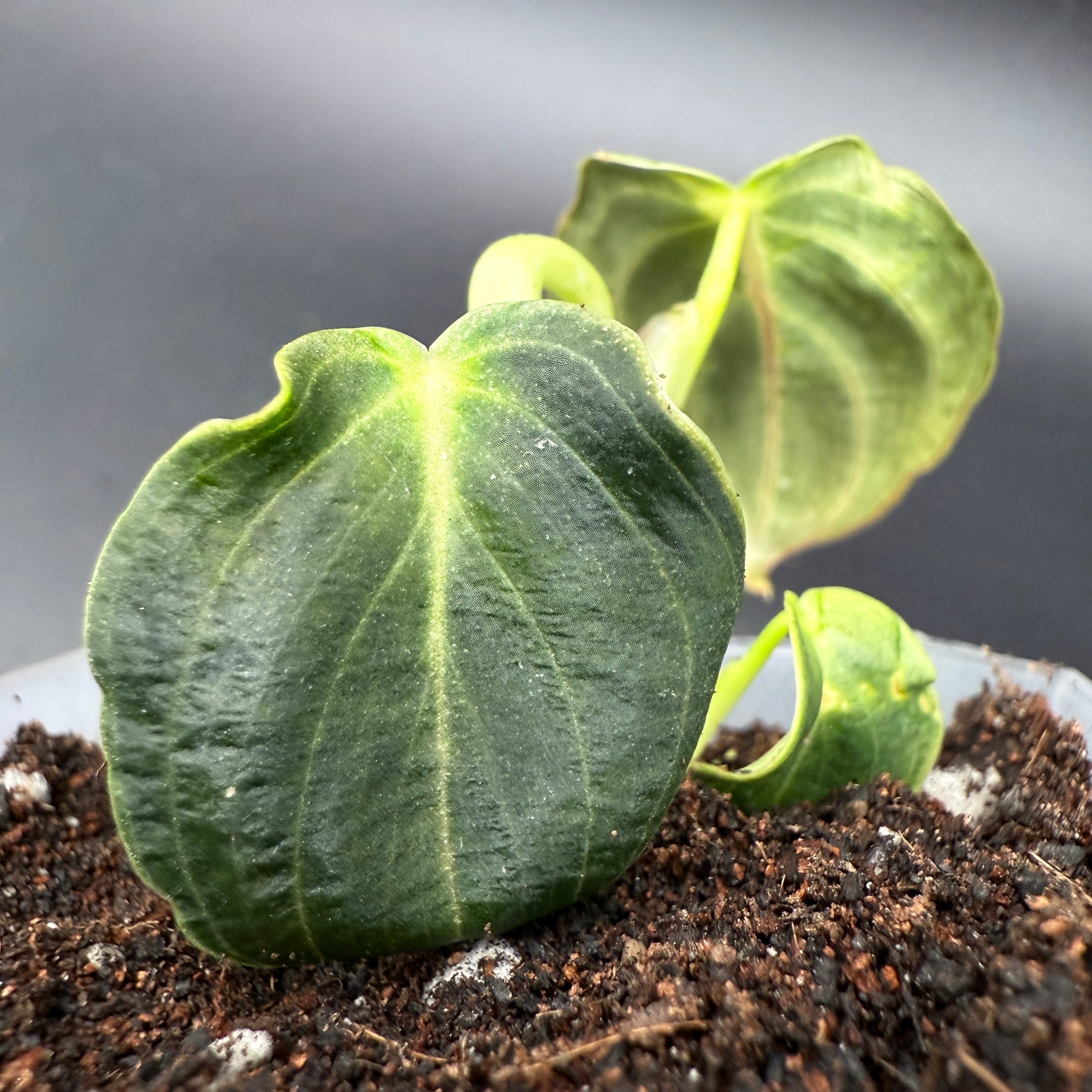 Philodendron melanochrysum plant with velvety green leaves, showing golden undertones, in a soil pot against a gradient background.