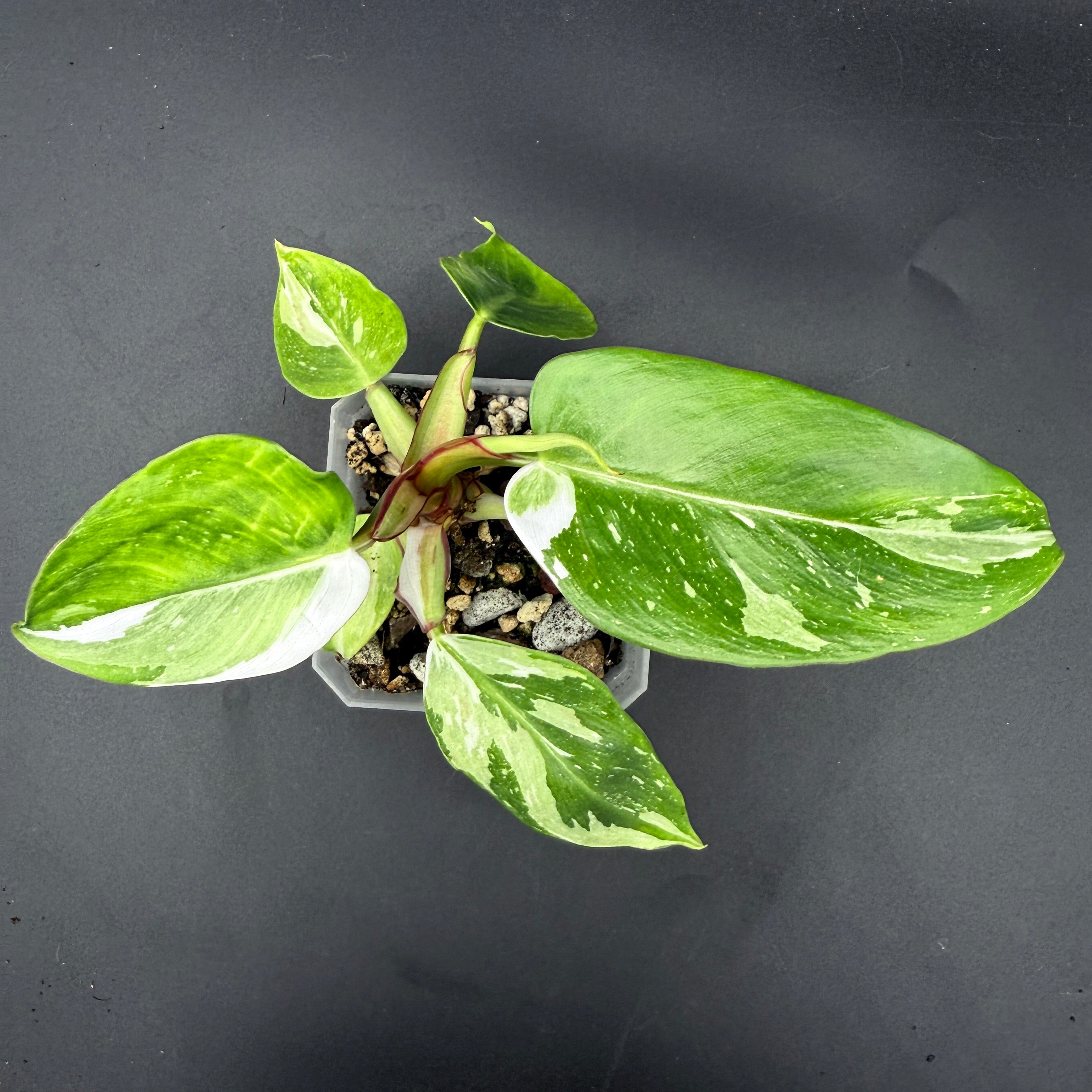 Philodendron 'White Princess' with green leaves and white variegation in a pot.