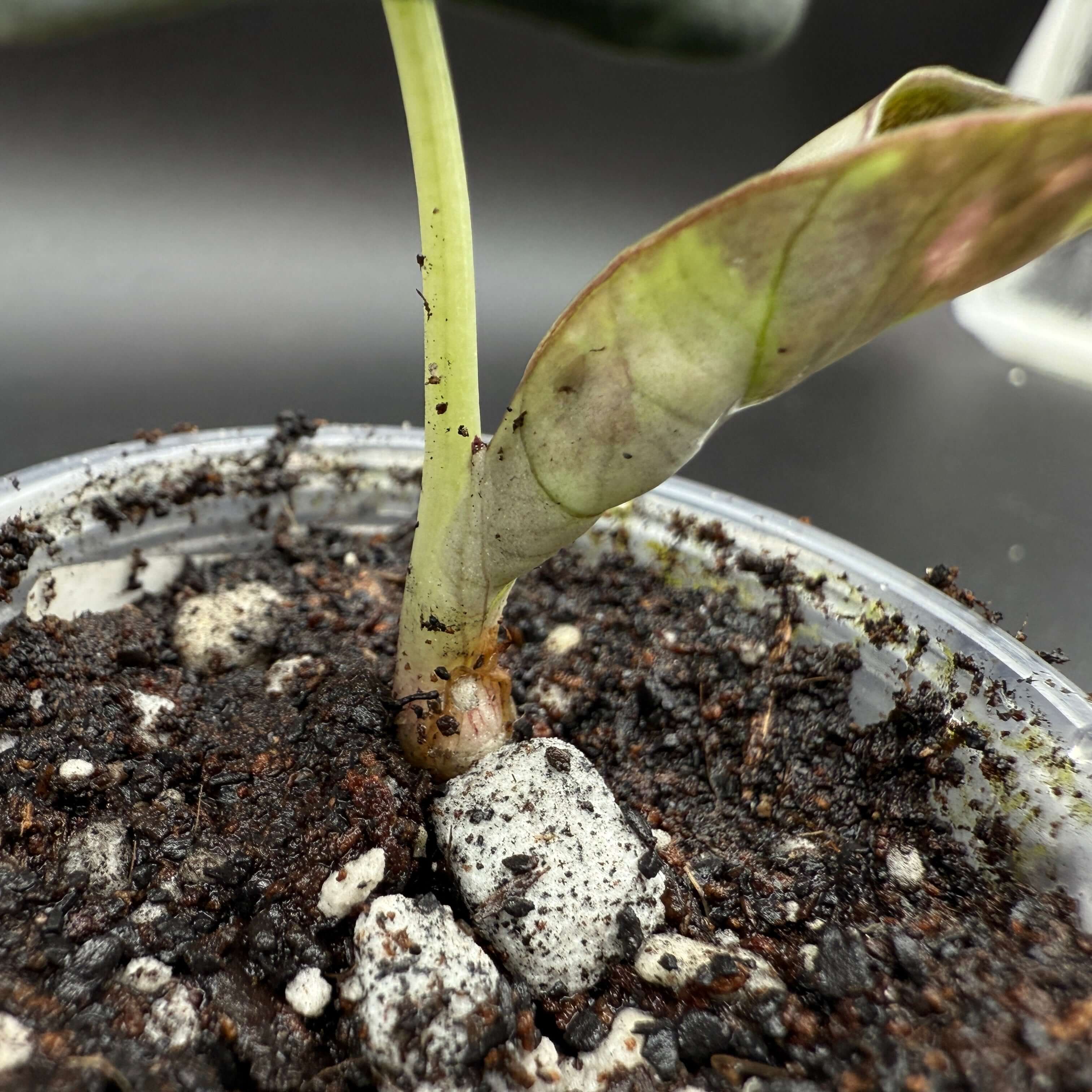 Close-up of Alocasia reginula 'Black Velvet' Pink Variegated plant in soil, showcasing emerging leaf with pink variegation.