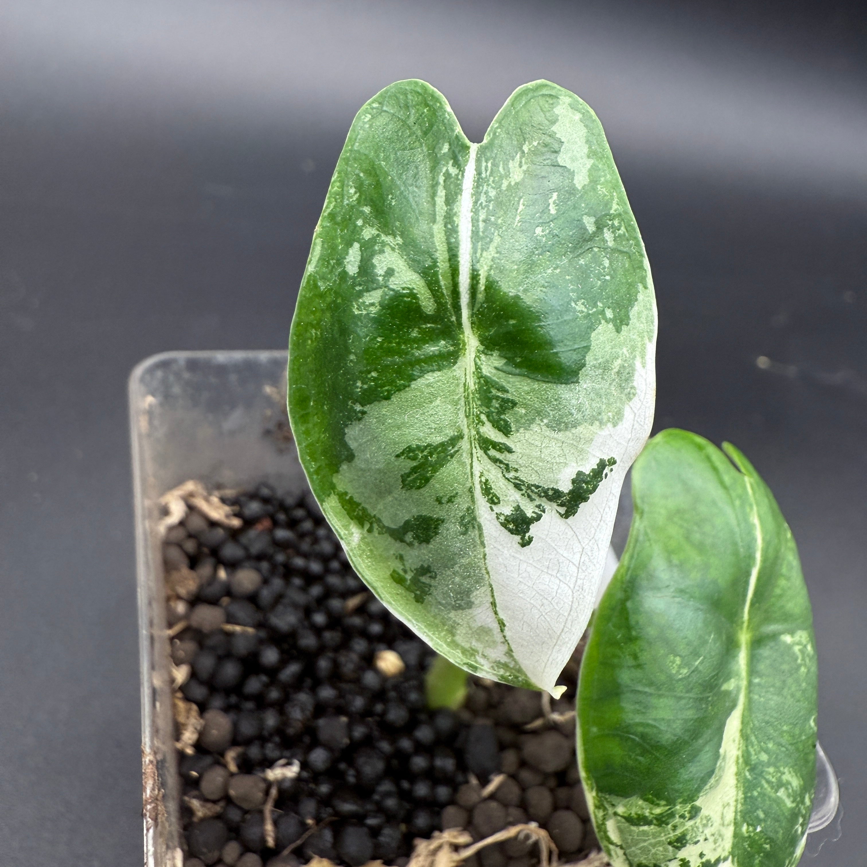 Variegated Alocasia Frydek plant with bold green and white leaves in a pot showcasing elegant patterns.