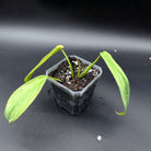 Philodendron longilobatum 'Lelano Miyano' Variegated plant with lobed leaves and variegation in a black pot on a dark background.