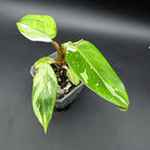 Philodendron 'White Princess' plant with glossy green leaves and white variegation in a small pot on black background.