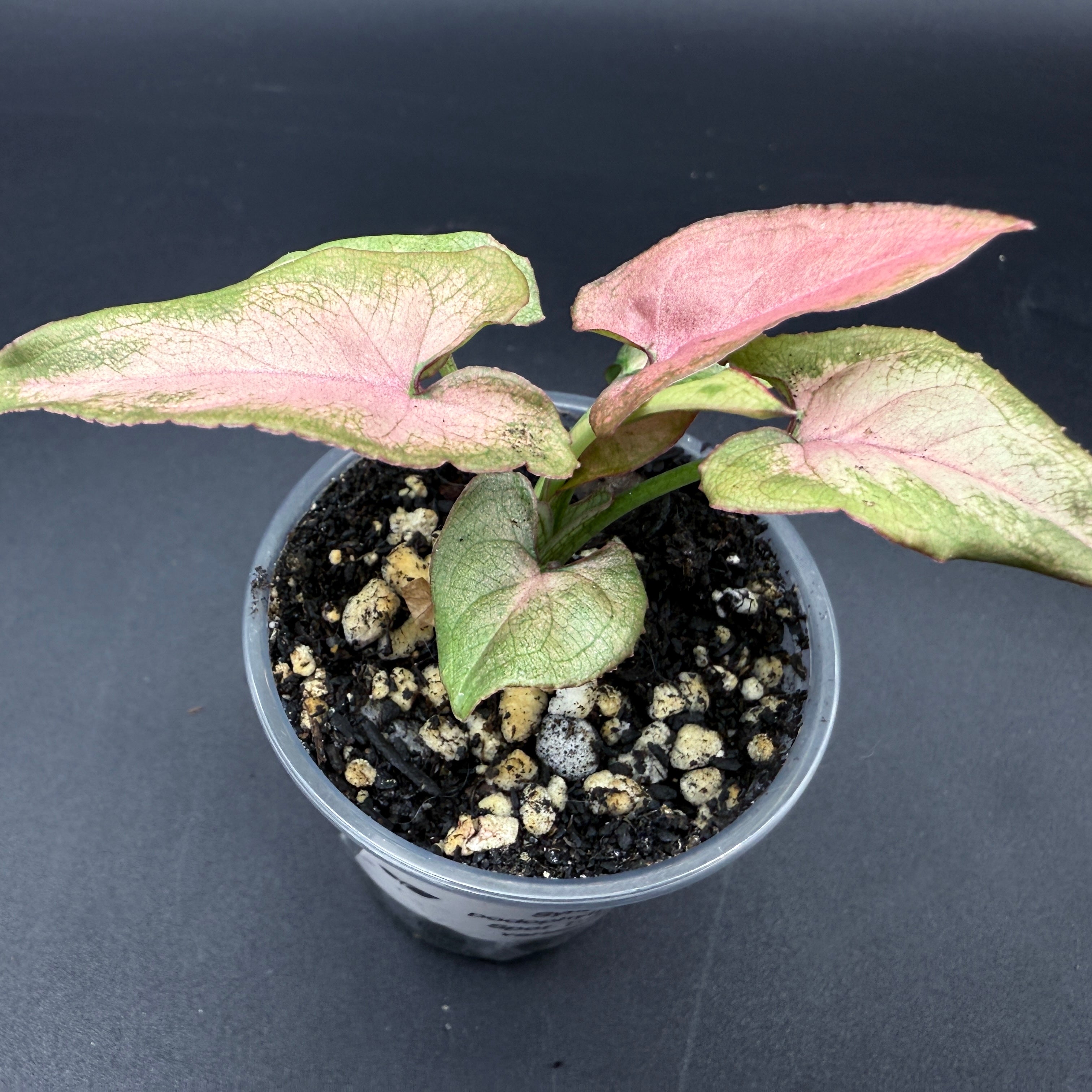 Syngonium podophyllum 'Red Spot Tricolor' Variegated plant with colorful leaves in a pot.