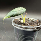 Alocasia reginula 'Black Velvet' Pink Variegated seedling with dark foliage in a plastic cup against a dark background.