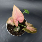 Syngonium podophyllum 'Red Spot Tricolor' Variegated with pink, green, and cream leaves in a pot, showcasing unique foliage pattern.