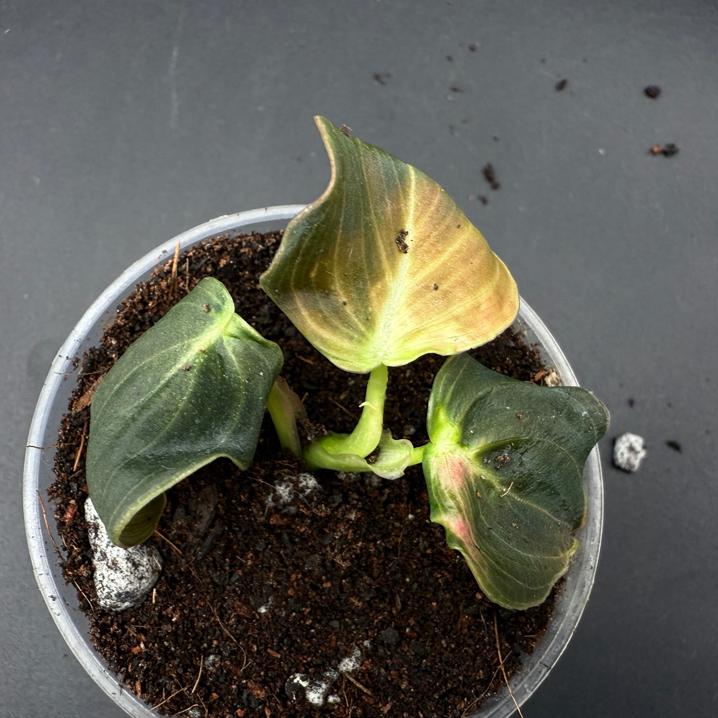 Philodendron melanochrysum plant in pot with deep green leaves and golden undertones, thriving in a controlled indoor environment.