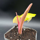 Young Philodendron plant with red stems and yellow leaves in a pot on a black background.