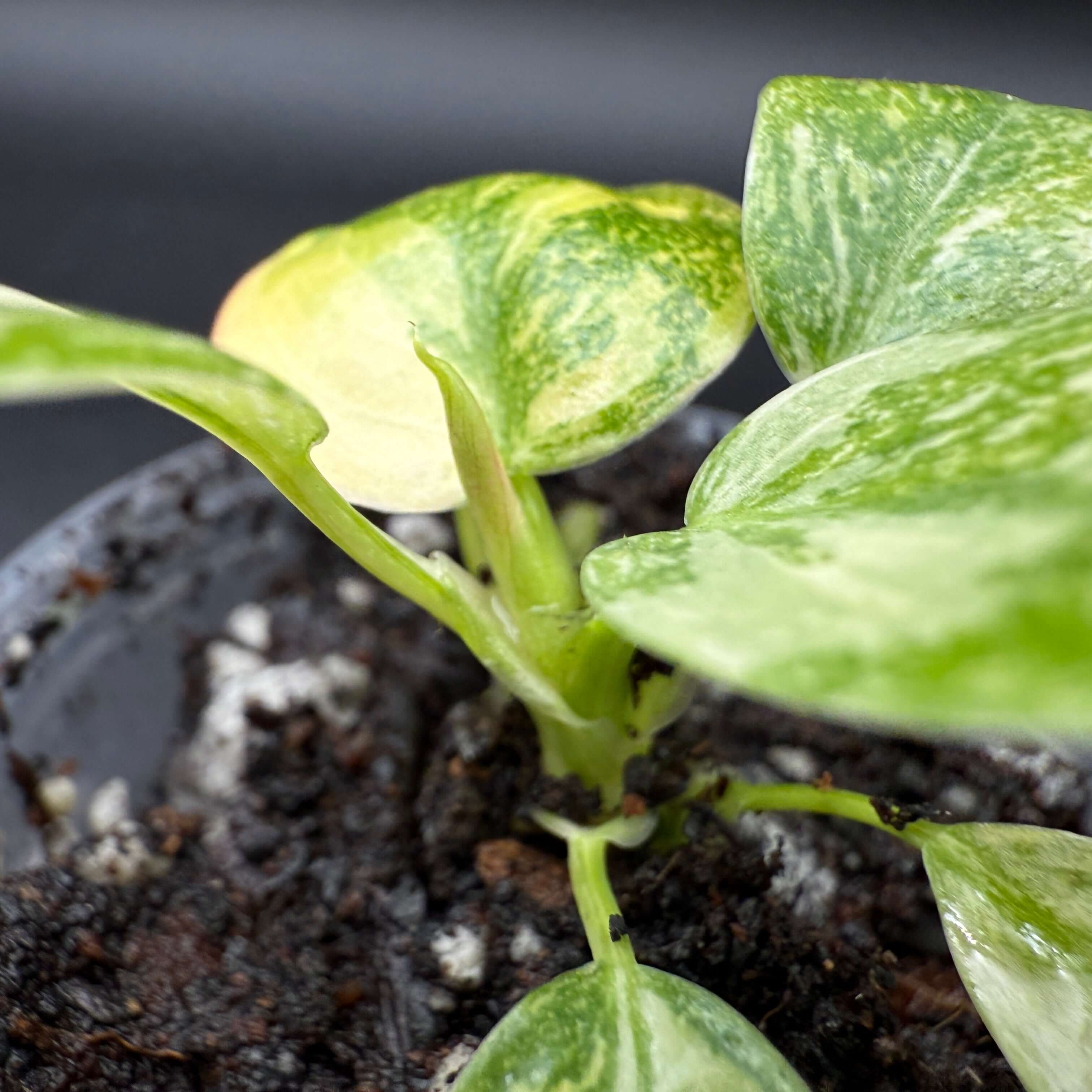 Philodendron 'Green Congo' Variegated plant with vibrant green and white leaves in a pot, ideal for indoor gardens.