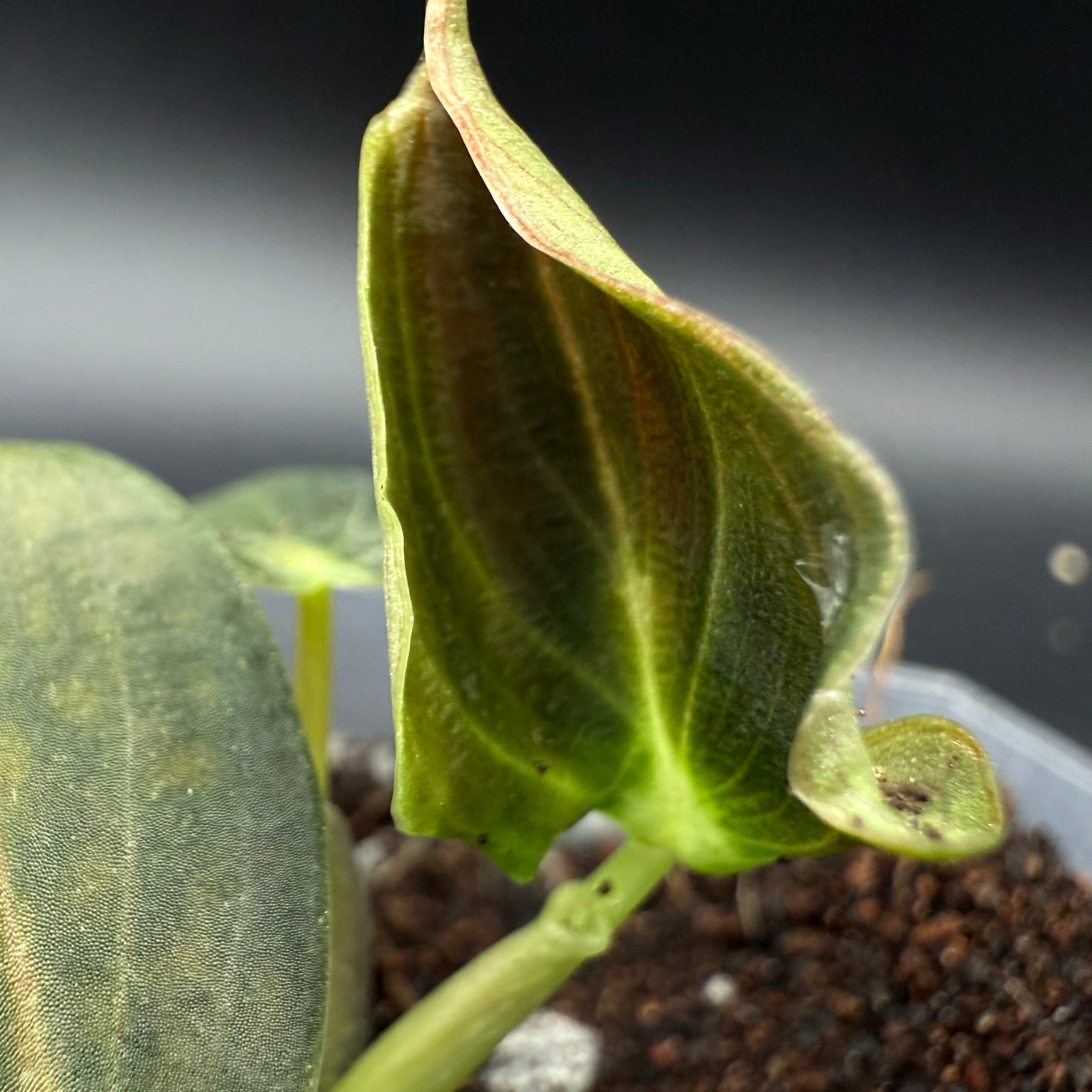 Philodendron melanochrysum leaf with velvety texture and golden undertones, ideal for collectors and vertical growth.