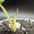 Alocasia reginula 'Black Velvet' Pink Variegated sprouting in soil with emerging green leaf and pink tip, highlighting unique variegation.