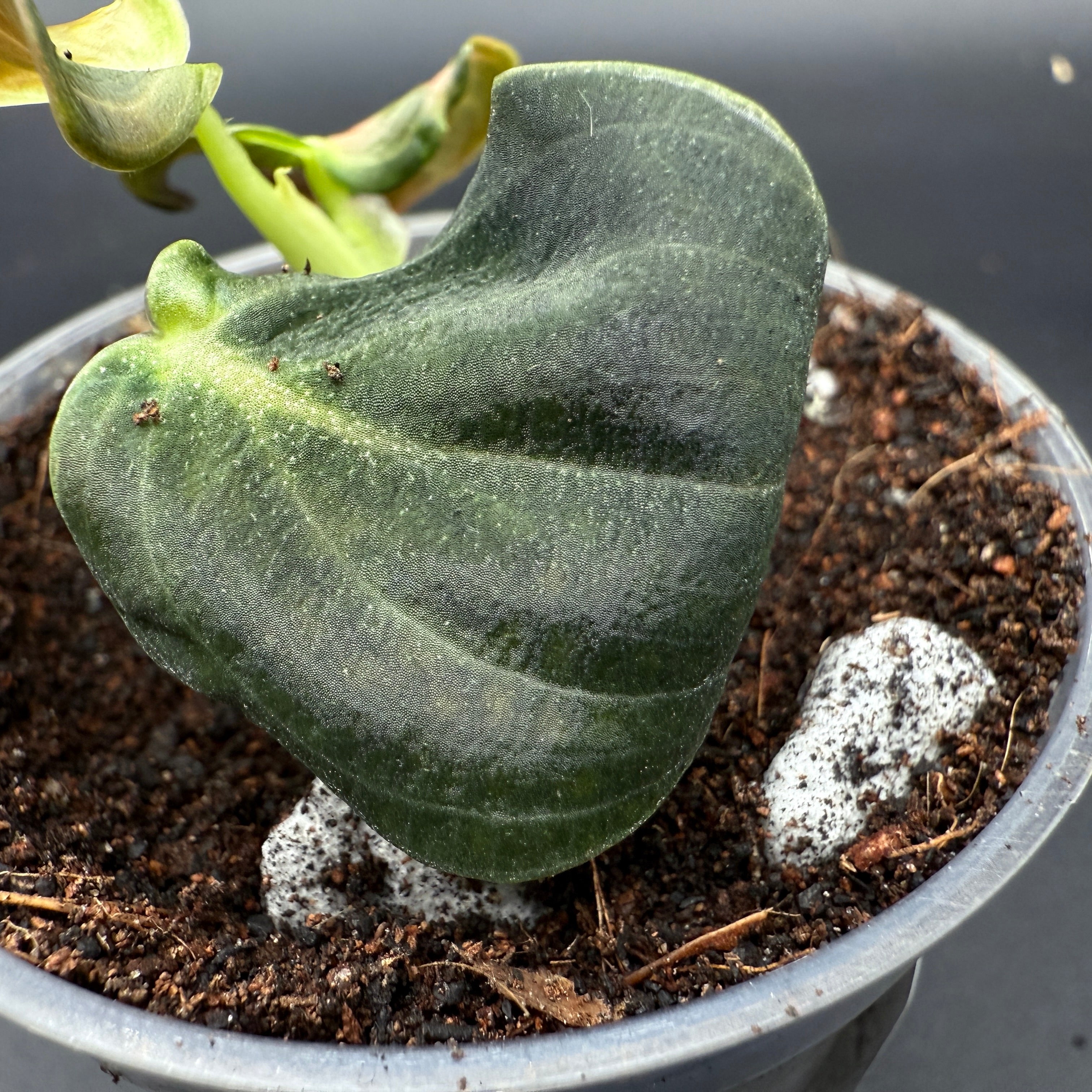 Philodendron melanochrysum in a pot, showcasing velvety green leaf with golden undertones, ideal for vertical growth and plant collections.