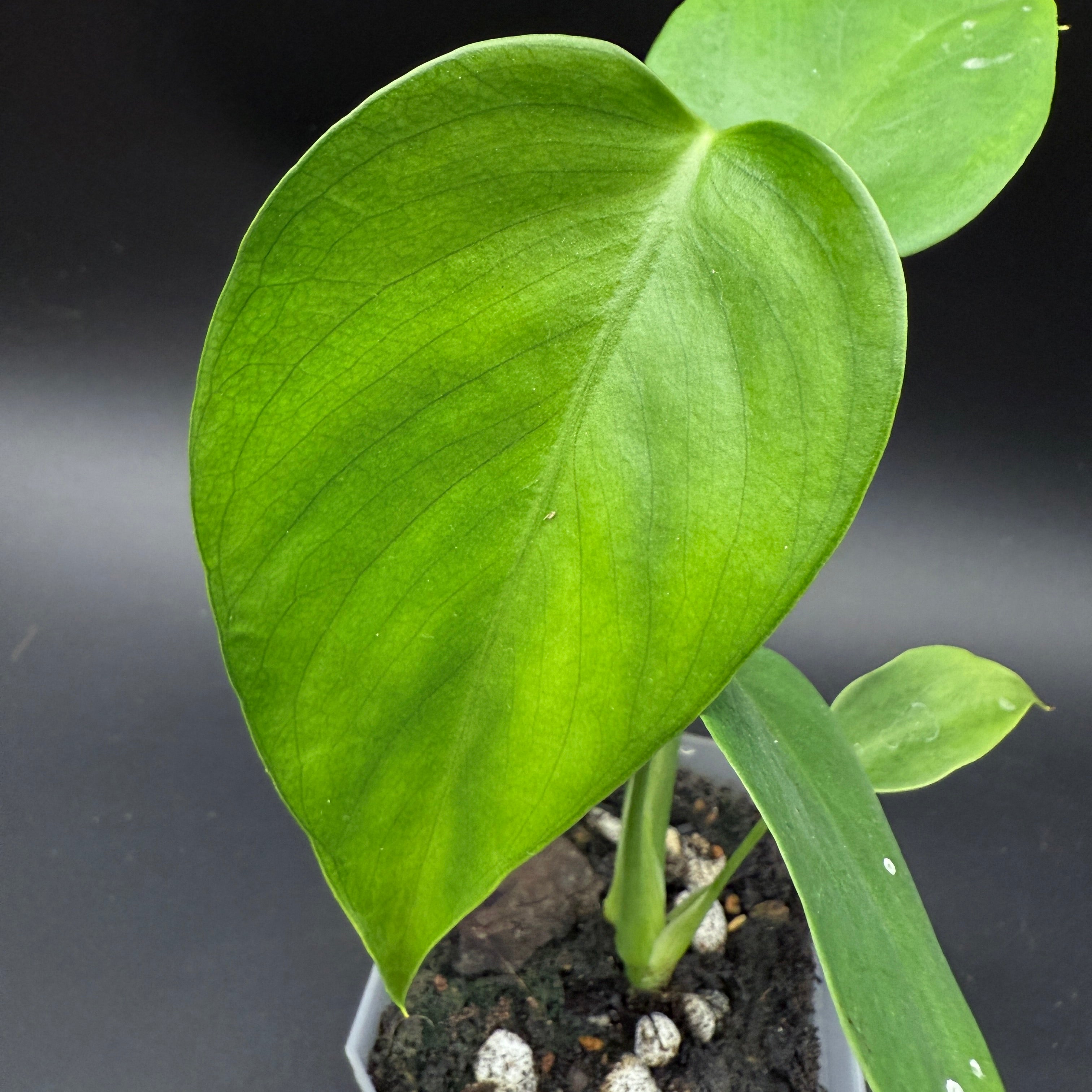 Monstera deliciosa sierrana | FGMN Nursery