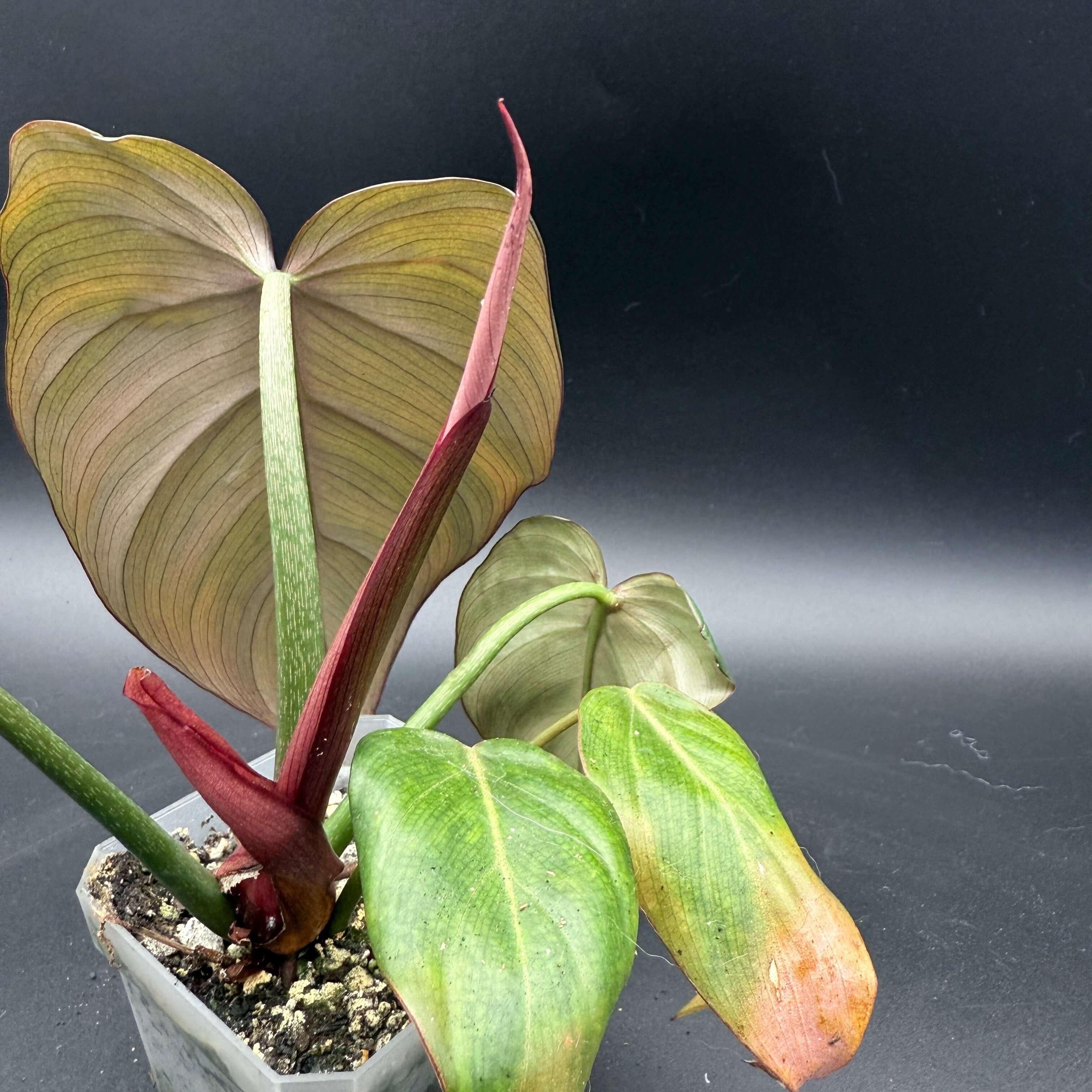 Philodendron 'Summer Glory' showcasing large glossy leaves with vibrant deep green, silver, and subtle pink hues in a pot.