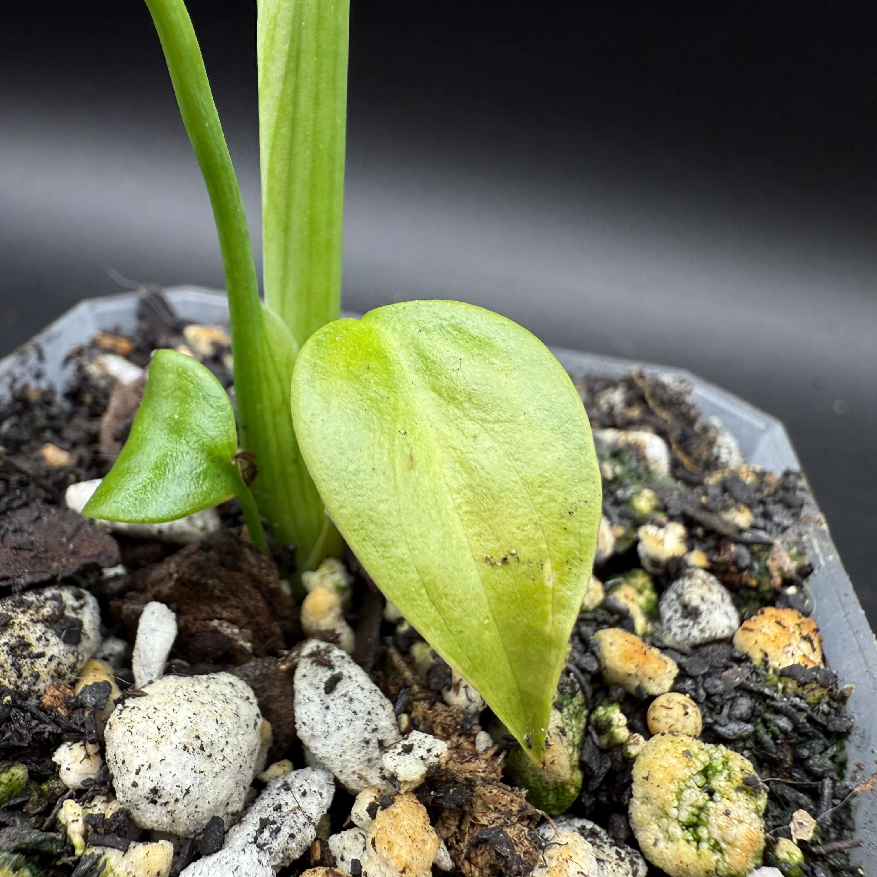 Young Monstera deliciosa var. sierrana plant with small, green leaf and vibrant stem in a potted soil mix.